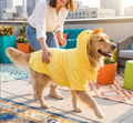 Yellow Cute Dog Poster